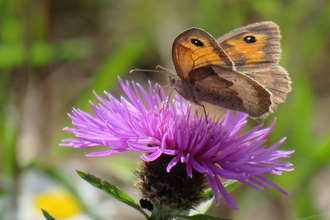 Image of a gatekeeper butterfly