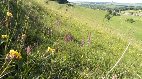 Orchids at Dunscombe Bottom