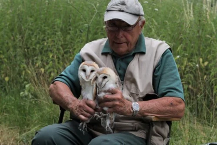Photo of two female barn owls