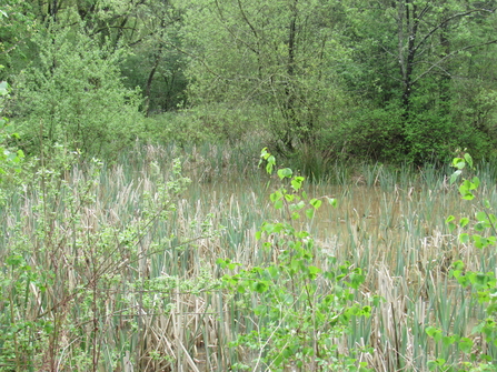 An overgrown pond
