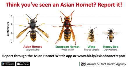 Asian hornet ID