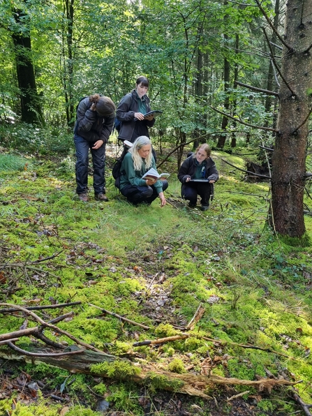 Ecologists surveying at Great Wood