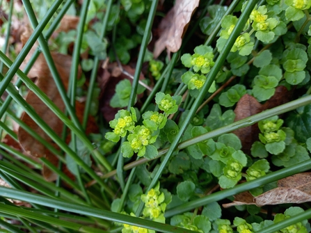 Opposite leaved golden saxifrage