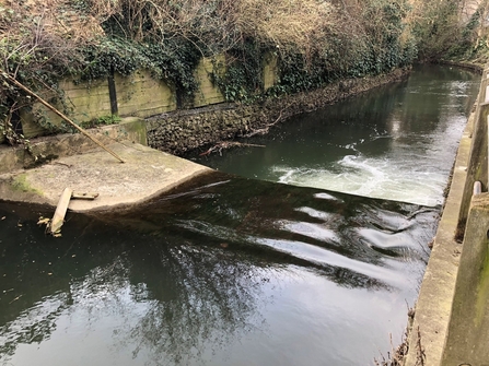 Weir impeding fish passage at the River Biss