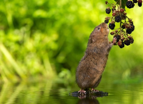 Water vole