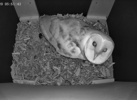 Photo of a barn owl in a nest box