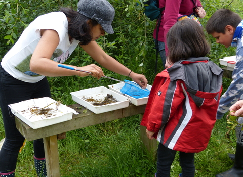 Photo of a family pond dipping