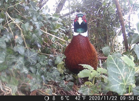 Photo of a pheasant