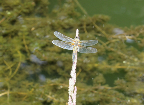 Dragonfly at Morningside Meadow
