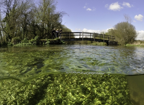 Split level view of the River Itchen, with aquatic plants: Blunt-fruited Water-starwort (Callitriche obtusangula) England: Hampshire, Ovington, May