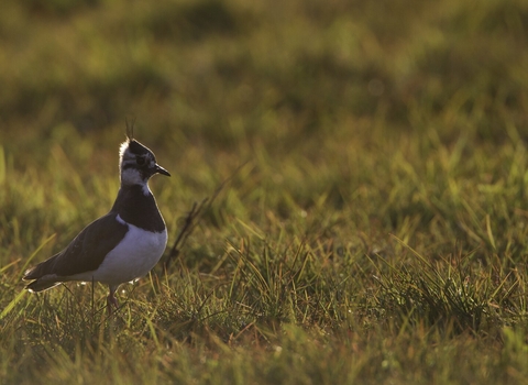 Image of a lapwing
