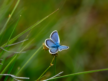 Silver studded blue butterfly