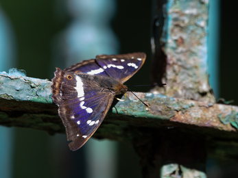 Purple emperor butterfly