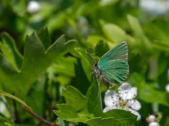 Green hairstreak butterfly