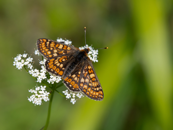 Marsh fritillary butterfly on small white flowers
