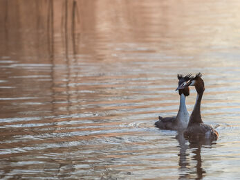 Mating Grebes at Langford Lakes