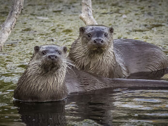Two Otters in water at Lower Moor