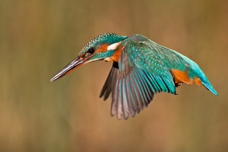 Kingfisher in flight