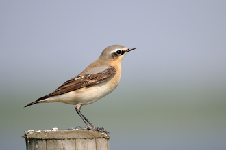 Wheatear