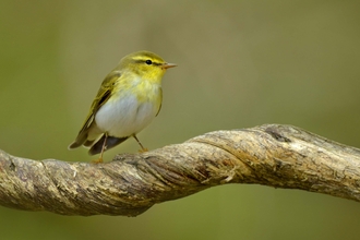 Wood warbler