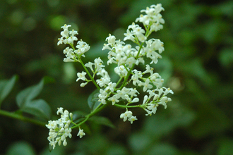 Wild Privet