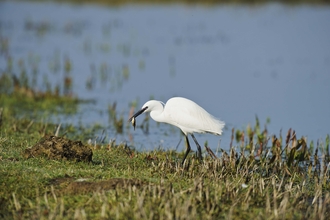 Little Egret