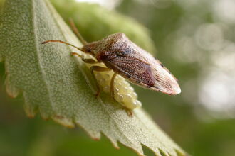 Parent Bug