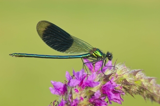 Banded Demoiselle