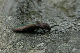 Coppery Click Beetle