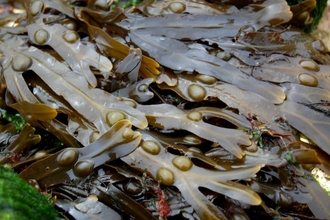 Bladder wrack