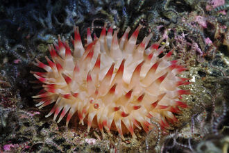 Dahlia Anemone