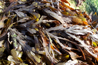 Serrated wrack