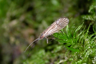 Land caddis male