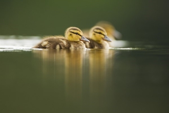 Image of ducklings