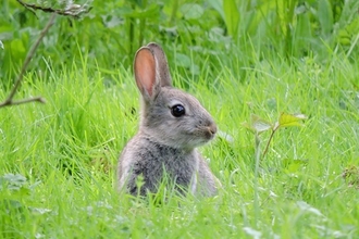 Image of a rabbit