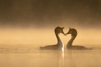 Image of two grebes