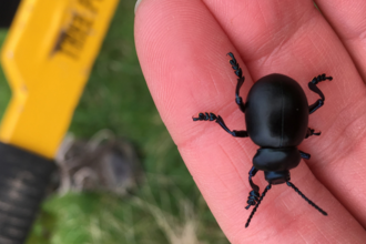 Beetle at Coombe Bissett