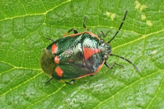 Shieldbug