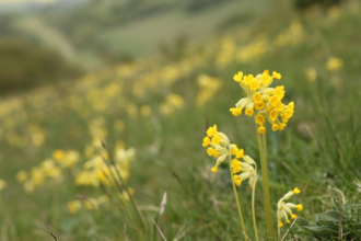 Photo of cowslips at Coombe Bissett Down