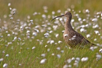 Curlew