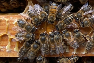 Honeybees drinking nectar