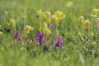 Wildflower meadow