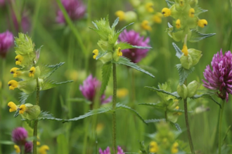 Wildflower meadow