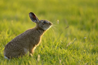 Photo of a rabbit