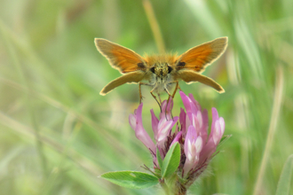 Photo of a small skipper