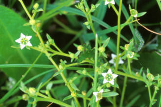 Bastard toadflax