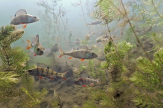 Perch swimming in a river