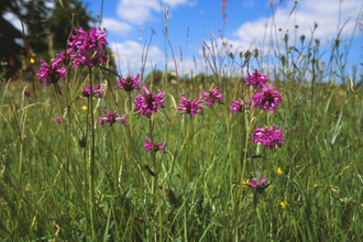 Cloatley Meadows