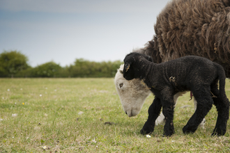Lambs at Coombe Bissett Down