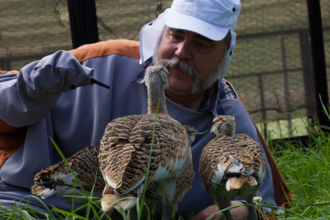 Great Bustards